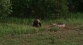 В Яранске местные жители вновь заметили медведя