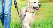 В Госдуму внесли законопроект, который вводит штрафы за выгул опасных собак без намордника