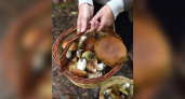 Жителей Кировской области приглашают на грибной фестиваль 