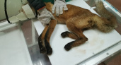 Мелкие осколки кости доставляли животному боль: кировские волонтеры прооперировали сбитую лису
