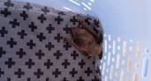 "Животное очень истощено, может погибнуть": чепчане нашли летучую мышь в плачевном состоянии