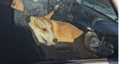 "Собаку могут вернуть живодеру": волонтеры из Чепецка волнуются за дальнейшую судьбу пса