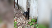 Кирово-чепецкий пес, которого дважды пытались умертвить, нашел нового хозяина