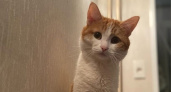 В России запретят выбрасывать животных из электричек после гибели кота Твикса