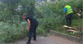 Снос аварийных деревьев в Кирово-Чепецке продолжается