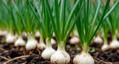 Подкормите этим чеснок в мае: он вырастет с кулак, а перья не пожелтеют до августа