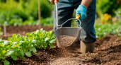 Сыпьте в мае на грядки – урожай утроится без лишних затрат: простая замена навозу, которая работает даже на бедных почвах