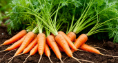 Научился сажать морковь правильно и теперь всегда с большим урожаем: раскрываю секреты по пунктам