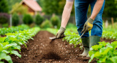 Сыпьте в мае на грядки – урожай утроится без лишних затрат: замена навозу, которая работает даже на бедных почвах