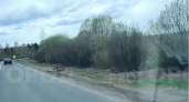 В Кирово-Чепецком районе неизвестный водитель насмерть сбил лося и уехал