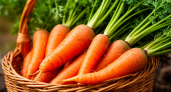 Теперь морковка всегда всходит рано: дедушка дал совет, как сделать урожай в 3 раза богаче