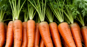 Раскидайте на грядке с морковью такой порошок - удивитесь, какой крупной и ровной она вырастет