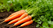 Теперь морковка всегда всходит рано: дедушка дал ценный совет, как сделать урожай в 3 раза богаче