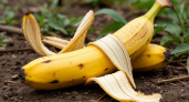 Банановую кожуру посыпаю солью — весь май не нарадуюсь своей смекалке: лучший лайфхак для лентяев