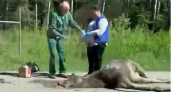 За сутки в Кирово-Чепецком районе сбили двух лосей