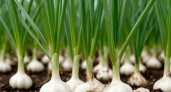 Применяю 3 мощных подкормки для чеснока в начале лета: деревенский способ увеличивает урожай в 2,5 раза