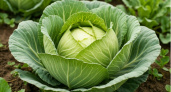 Выращиваю белокочанную капусту без грамма химии. 3 проверенных способа защиты увеличили урожай на 45%