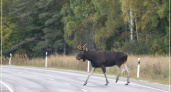 Кирово-Чепецкий район стал одним из лидером по количеству ДТП с животными 