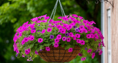 Подвесные корзины расцветают: добавьте ярких красок на балкон с цветами, создающими летнее настроение