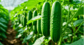 Налейте в огурцы — и они сразу выдадут кучу завязей и заплодоносят: 5 лучших копеечных подкормок
