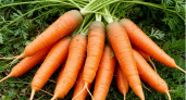 Морковь оказалась слаще конфет после одного странного эксперимента в июне: все сделал по совету старого фермера
