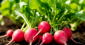 5 ложек на ведро — и редис попрет как сумасшедший: вырастет крупным и сладким — мощная подкормка