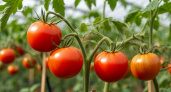 Достаточно двух "чик-чиков" — томаты будут приносить плоды до поздней осени: крупные и весомые, по 15 кг с растения