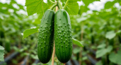 Как сделать огурцы хрустящими: причины водянистости и методы её исправления