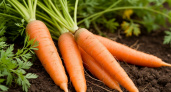 Раскидайте на грядке с морковью такой порошок - удивитесь, какой крупной и ровной она вырастет