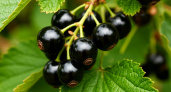 Два шага к щедрому урожаю: как подкормить черную смородину для крупных и сладких ягод на этапах созревания