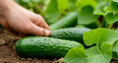Как правильно удобрять огурцы летом: советы для богатого урожая