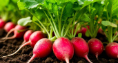 5 ложек на ведро — и редис попрет как на дрожжах: вырастет крупным и сладким — мощнейшая подкормка