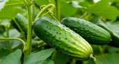 "Огурцы буквально преображаются от этой подкормки": проверенный годами метод – урожайность на уровне профессиональных теплиц