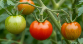 Томаты зацветут — один секрет для гарантированных завязей