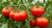 Огородникам на заметку: эффективные народные средства для удобрения томатов
