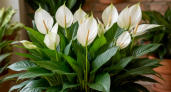 Как добиться цветения спатифиллума в течение всего года: тонкости ухода от профессионалов