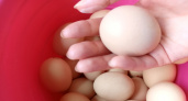 Повар дал окончательный ответ: в какую воду класть яйца для варки - в холодную или горячую