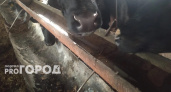 В Кирово-Чепецком районе мясомолочная ферма получила предупреждение за антисанитарию
