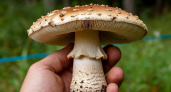 Съедобные и очень вкусные, но слишком похожи на поганки: 4 неизвестных гриба, которые могут украсить ваши корзины