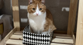 В Кирово-Чепецке открыли гостиницу для кошек