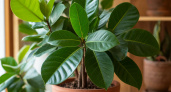 Как сохранить фикус Бенджамина пышным и зеленым: домашний отвар, который работает