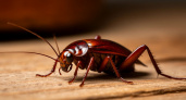 Защитите свой дом: тараканы не пройдут, если вы сделаете это перед отъездом