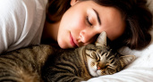Почему вредно спать с кошкой: она незаметно укорачивает вам жизнь