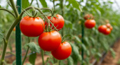 Как сохранить урожай помидоров в жару — совет от соседки с каплей йода