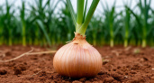 Гигантские луковицы: июльская подкормка для небывалого урожая