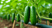 Как аспирин и йод спасают огурцы от погодных капризов: секрет щедрого урожая