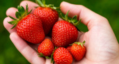 3 способа мгновенно очистить руки после прополок и сбора ягод: кожа нежная и без пятен – никакая работа не помеха красоте
