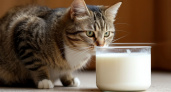 Почему нельзя давать кошкам молоко: 5 причин, о которых вы не знали 