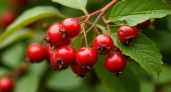 Осторожно, яд! Какие ягоды нельзя собирать в лесу ни в коем случае