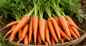 Сажайте эту морковь после 10 июля: гарантированный урожай осенью